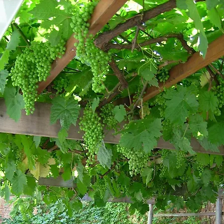 Anja Heil 3* Meißen